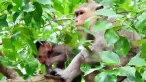 OMG ! Be Careful, Poorest Baby Rambo Cling Branch Tree Call Mommy Help (720p_25fps_H264-192kbit_AAC)