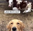 Cão torna-se viral na internet por imitar mugir de vaca
