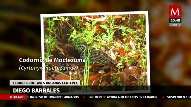Aves en peligro de extinción son resguardadas en Edomex | Milenio Hábitat