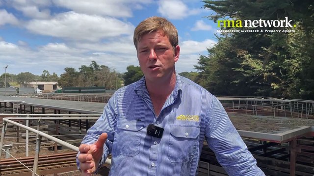 Hamilton Hereford and Euro steers and heifers sale | Stock & Land | 10/01/24