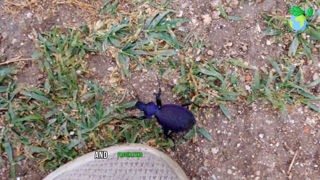 @ The Fascinating World of Zoological Sciences - Discovering Animal Wonders1