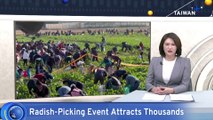 Radish-Picking Event Sees Tons of Veggies Harvested in Minutes