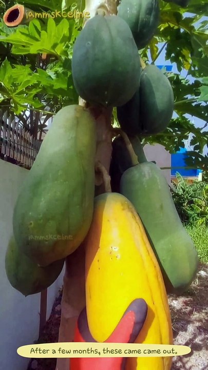 Harvesting Papaya