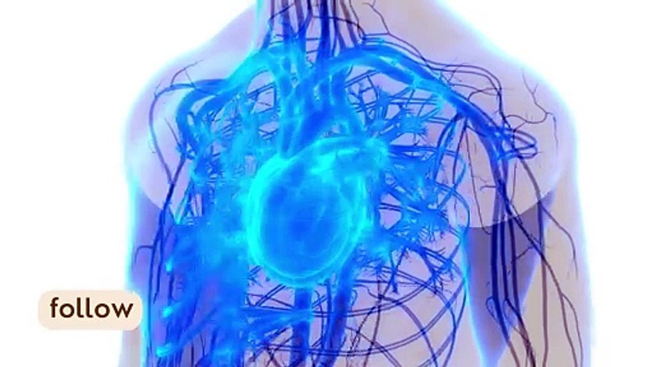 Heart basic inside body