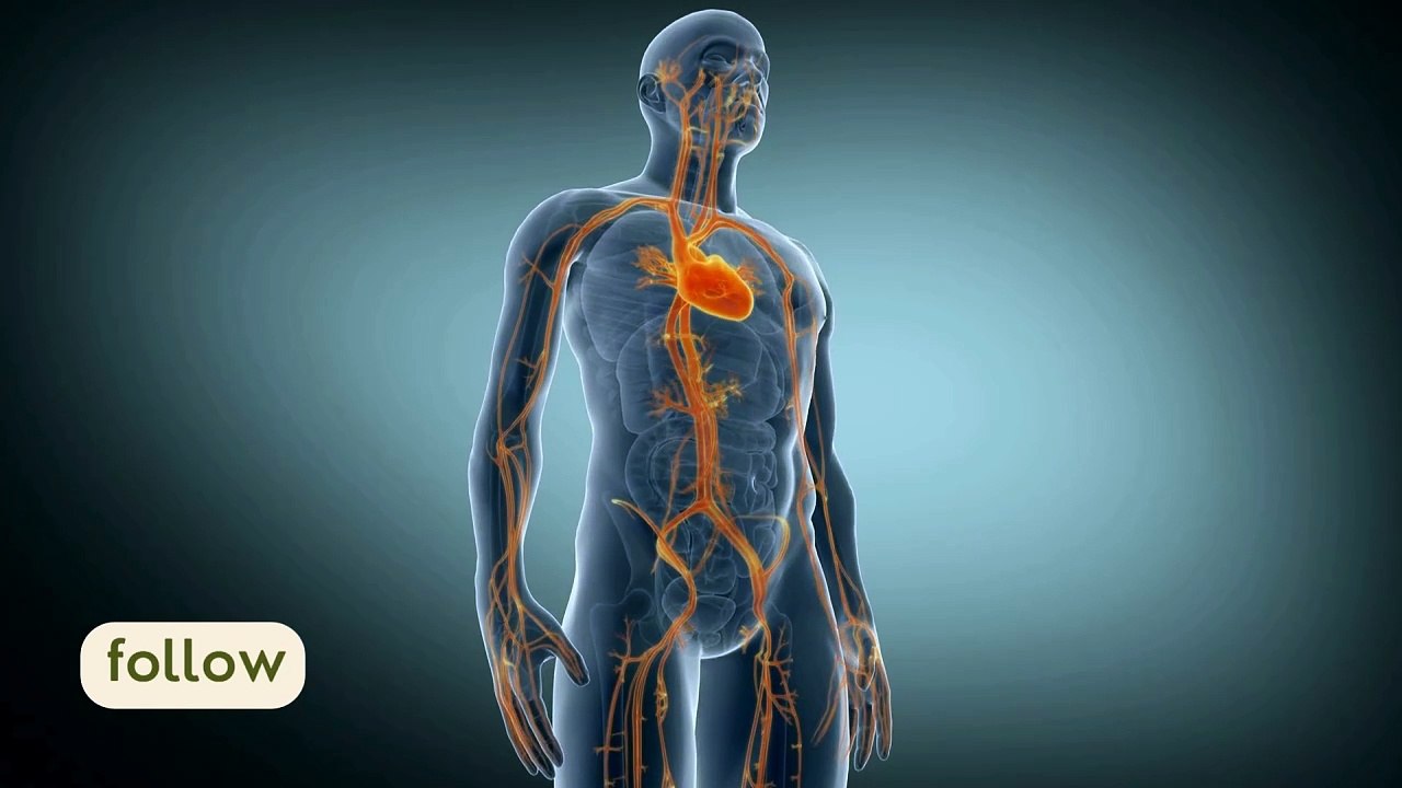 Heart inside body