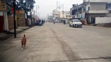 जबलपुर में शीतलहर का अलर्ट, पूरे शहर में घना कोहरा