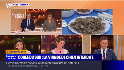 La viande de chien bientôt interdite en Corée du Sud