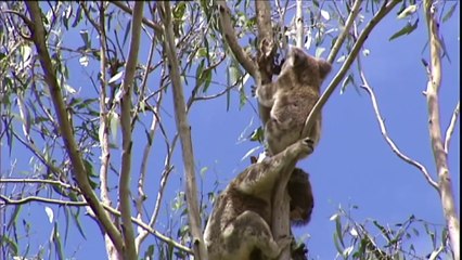 Scientists Decode Koala Retrovirus Genetics to Protect Endangered Species 🐨