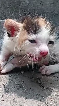 DESPERATE Cry.... Cat Cat videos Meow Cat sound