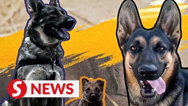 The latest addition to a proud family of police dogs in southwest China