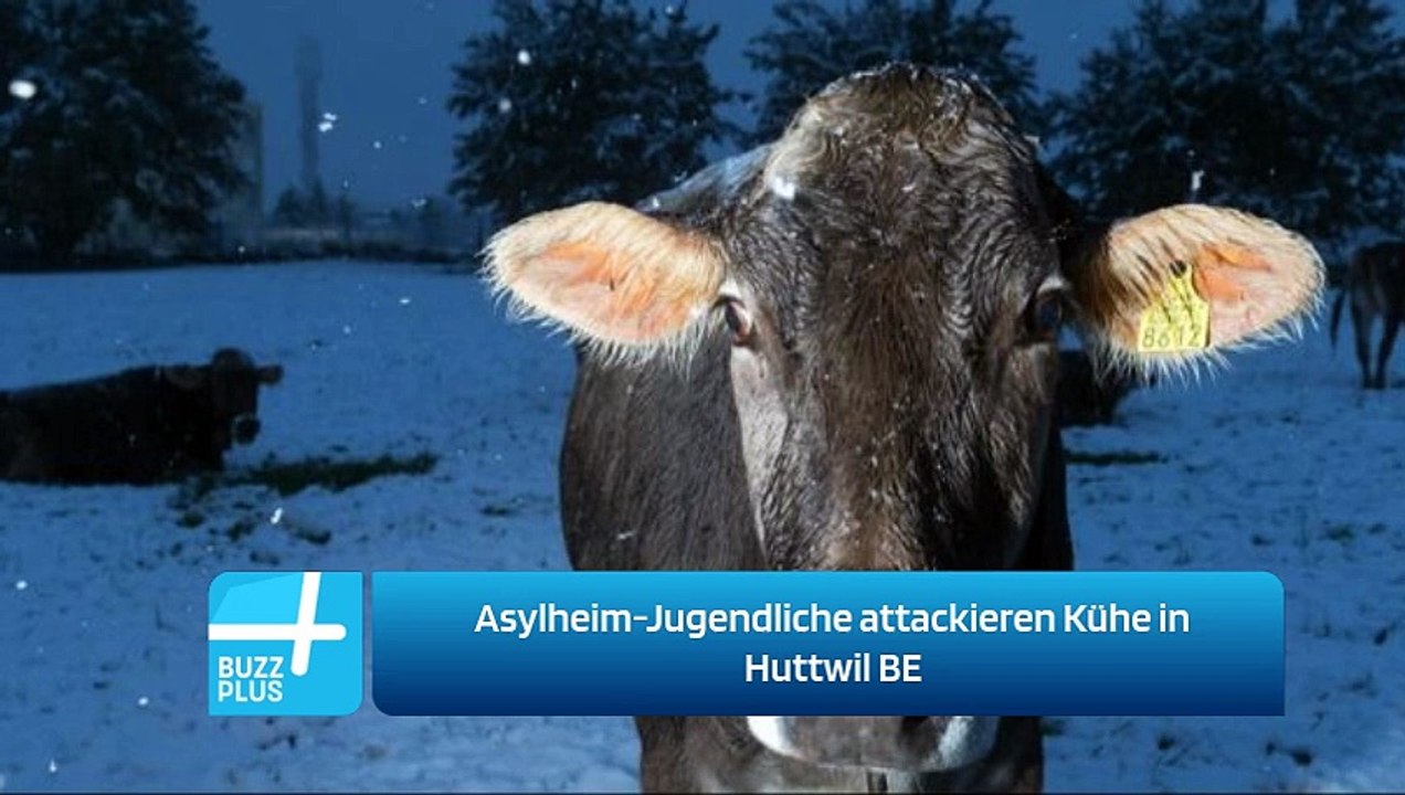 Asylheim-Jugendliche attackieren Kühe in Huttwil BE