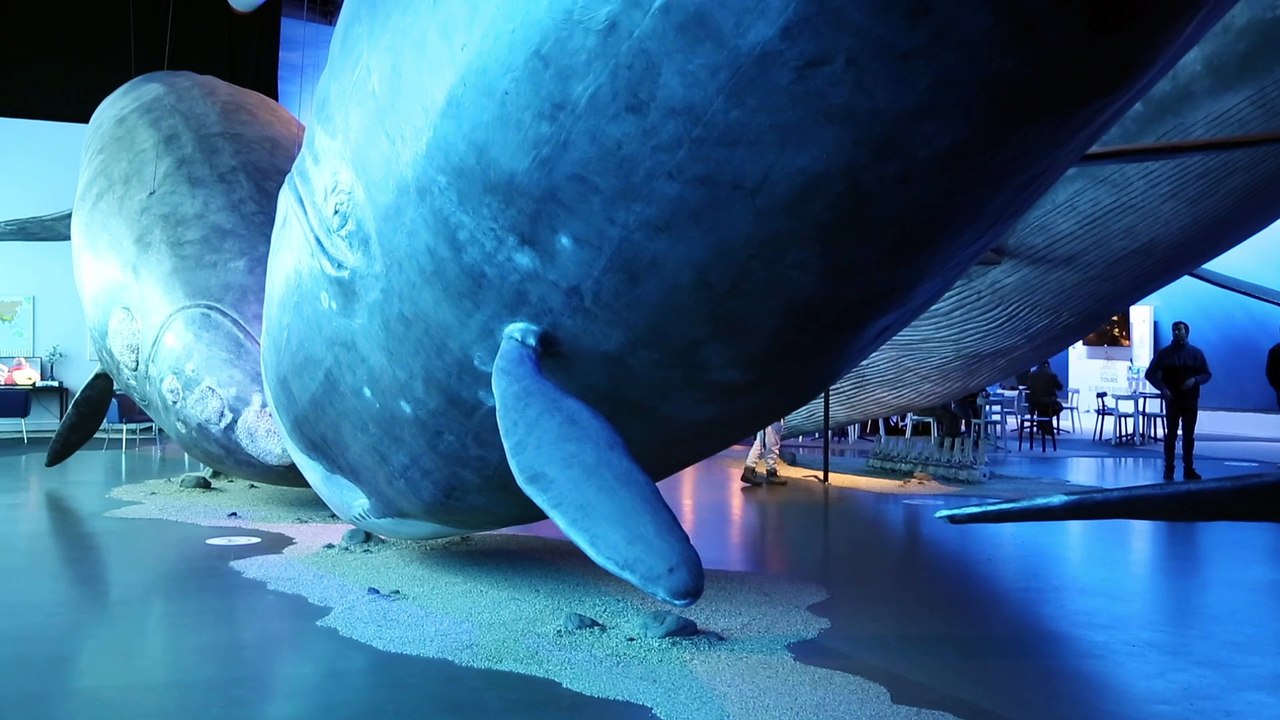 Islande Reykjavik Whales of Iceland