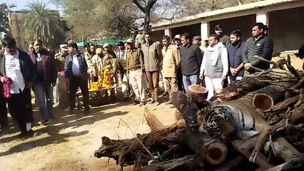 बाघिन के केयर टेकर ने मुखाग्नि देकर किया अपना फर्ज अदा, देखे वीडियो