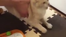 #Cat seizure Please note, this is a video of a severe seizure