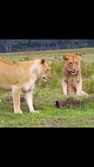 في مقطع لا يُصدق... نمس يبث الخوف في قلوب أربعة أسود