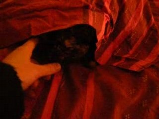 calinou doudou