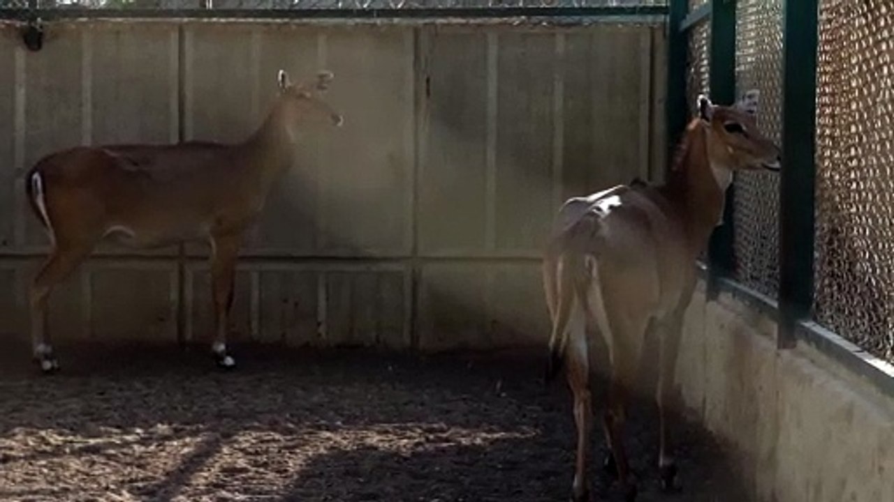 Deer