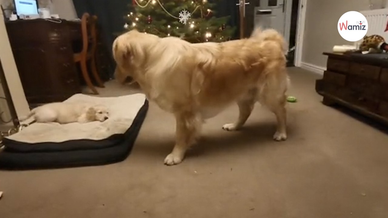 Herrchen lässt Golden Retriever erstmals allein zu Hause: Das Video ist herzzerreißend!