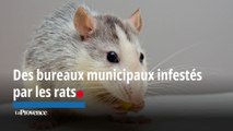 Des bureaux municipaux marseillais infestés de rats