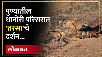 पुण्यात वाढला जंगली प्राण्यांचा वापर, बिबटया नंतर आता तरसाचे वावर