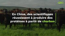 Une révolution agricole ? En Chine, des scientifiques réussissent à produire des protéines à partir de charbon