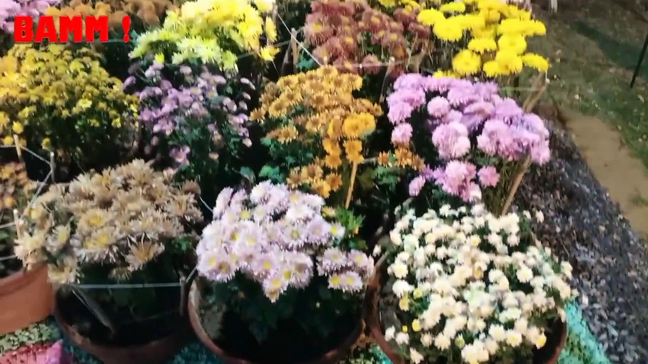 GUL-E-DAUDI (WINTER FLOWERS) EXHIBITION
