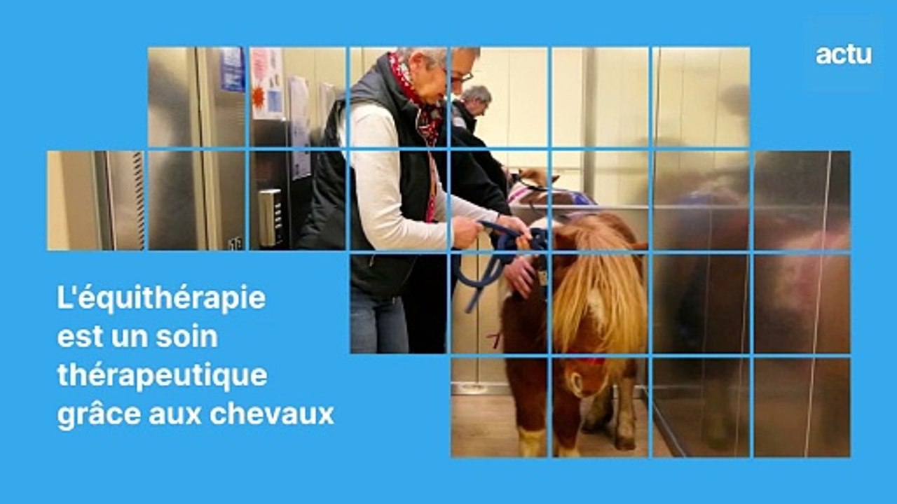 Des poneys en visite à l'Ehpad de Brionne