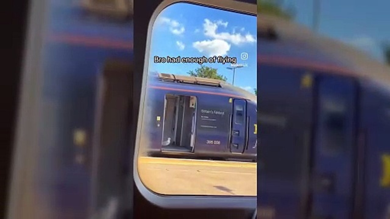 Seagull disembarks from train