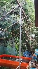 INGAT Bibis pakan itu bersifat FUNGSIONAL dan tidak diwajibkan