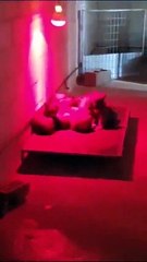 Los cachorros de la Guardia Civil