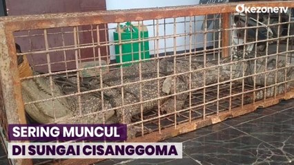 Bikin Resah Warga, Buaya Muara Sepanjang 2,5 Meter Berhasil Ditangkap