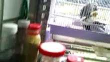 VID_20140813_091650