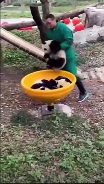 Les bébés Panda ont droit à un vrai parc de jeu comme les enfants