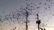 Des oiseaux font exploser une ligne à haute tension