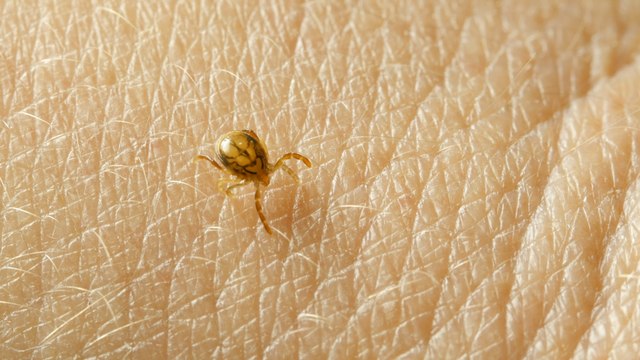 Coronation Street character set to have Lyme Disease in new storyline: What are some of the symptoms?