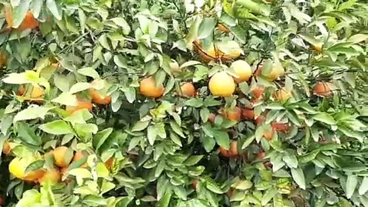 खरीफ की फसल खराबे से उभरे ही नहीं किसान, अब रबी...
