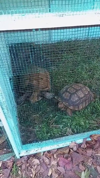 Les tortues