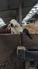 Cow Thinks Kitten Needs a Bath