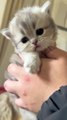 Is the kitten cute in my hands?