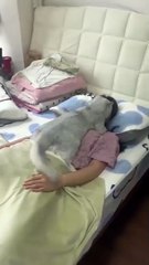 Uyuyan sahibinin üzerinde dinlenen kedi keyif yaptı!