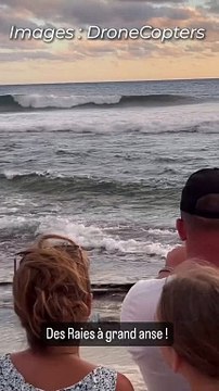 Des raies près de la plage de Grande Anse