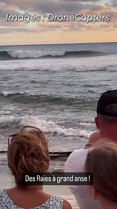 Des raies près de la plage de Grande Anse
