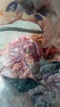 Jeroan ikan (limbah ikan) bisa jadi pakan alternatif ikan lele, jangan lupa rebus dulu