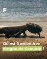 Un Dragon de Komodo surgit des flots, la tête prise dans la carapace d'une tortue !