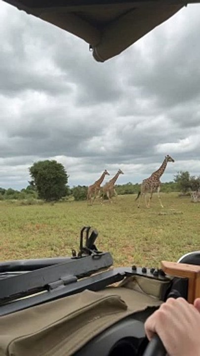 Excited Giraffe