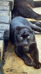 black panther video॥ panther॥wild॥#shorts#animalandbirdpoint#wildlife