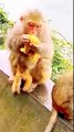 Mankey Funny Video, Mankey Dance, Animal's Video, Baby Animals, Baby Mankey, Baby Bandar #Animals#Bandar#Mankey