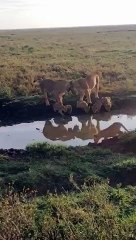How Lion Mother teachers theirs Cubs to Survive in the Wild --