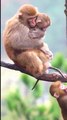 monkey video, monkey videos for kids, monkey video cartoon, monkey video song, monkey videos funny, monkey video comedy, monkey video dance, monkey video short, monkey videos telugu, monkey video tamil#Animals#Bandar