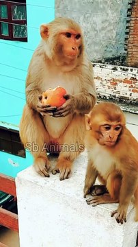 monkey dance video, monkey dance video song, monkey dance video funny, monkey dance video short, monkey dance video in tamil, monkey dance video odia, monkey dance video cartoon, monkey dance video status, monkey dance video comedy, monkey dance